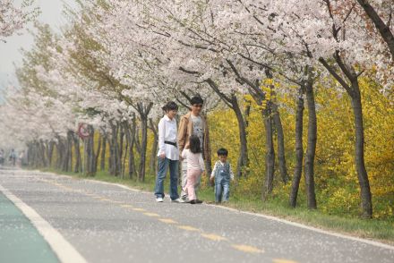 금천한내-벚꽃길(연출) 의 사진23