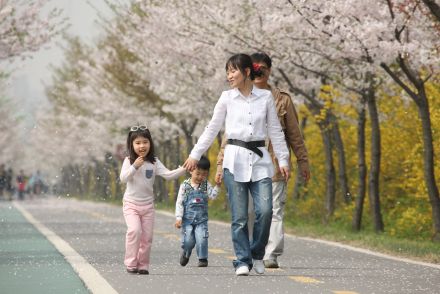 금천한내-벚꽃길(연출) 의 사진24