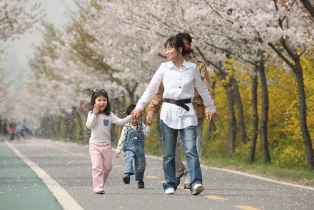 금천한내-벚꽃길(연출) 의 사진25