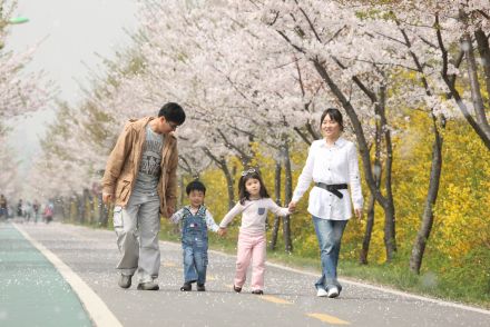금천한내-벚꽃길(연출) 의 사진29