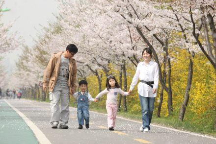 금천한내-벚꽃길(연출) 의 사진30