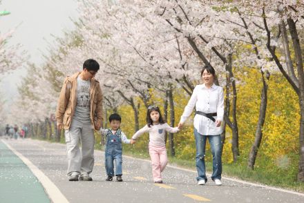 금천한내-벚꽃길(연출) 의 사진31