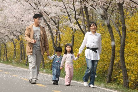 금천한내-벚꽃길(연출) 의 사진32