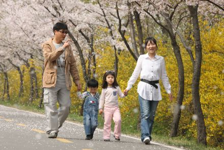금천한내-벚꽃길(연출) 의 사진33