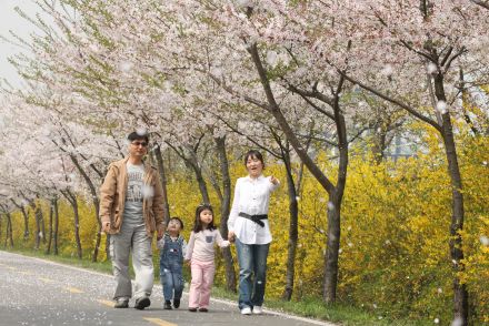 금천한내-벚꽃길(연출) 의 사진37