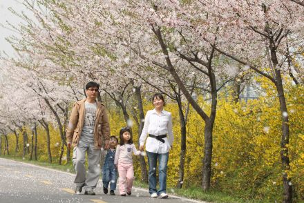 금천한내-벚꽃길(연출) 의 사진39