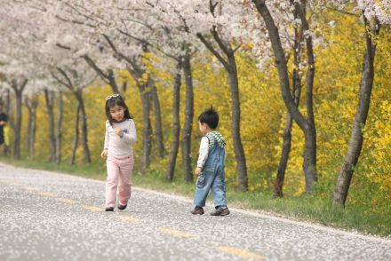 금천한내-벚꽃길(연출) 의 사진40