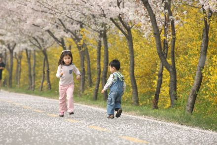 금천한내-벚꽃길(연출) 의 사진41
