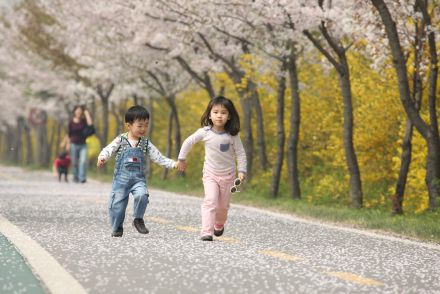 금천한내-벚꽃길(연출) 의 사진42