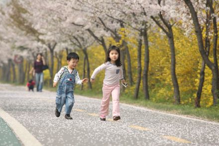 금천한내-벚꽃길(연출) 의 사진43