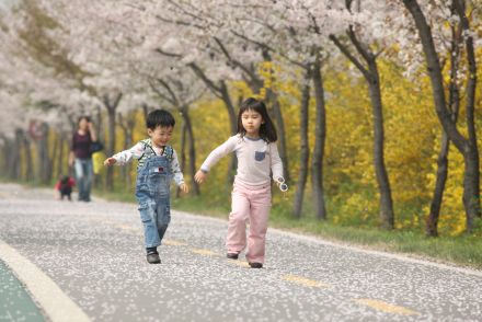 금천한내-벚꽃길(연출) 의 사진44