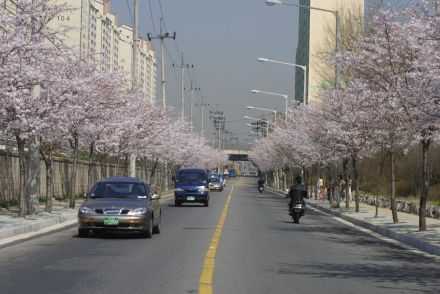 2002 벚꽃십리길 의 사진2
