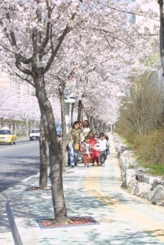 2002 벚꽃십리길 의 사진3