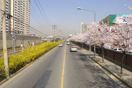 2002 벚꽃십리길 의 사진4