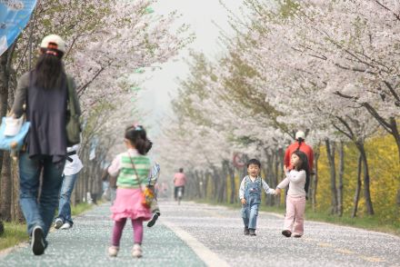 금천한내-벚꽃길(연출) 의 사진51