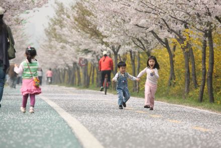 금천한내-벚꽃길(연출) 의 사진52