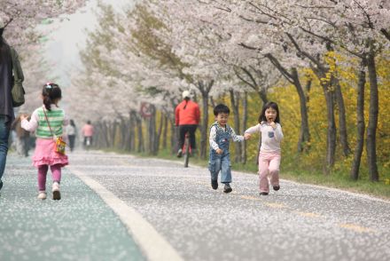 금천한내-벚꽃길(연출) 의 사진53