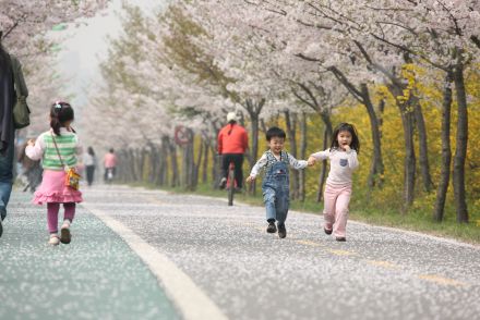 금천한내-벚꽃길(연출) 의 사진54