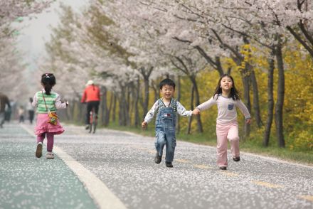 금천한내-벚꽃길(연출) 의 사진56