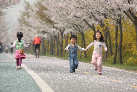 금천한내-벚꽃길(연출) 의 사진57