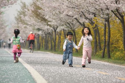 금천한내-벚꽃길(연출) 의 사진58