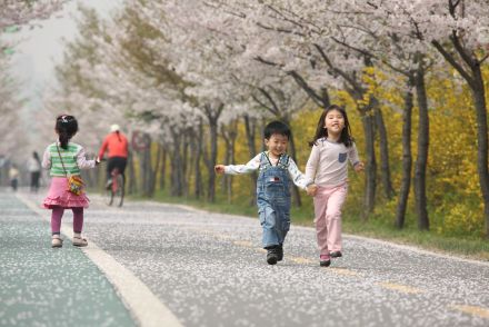 금천한내-벚꽃길(연출) 의 사진59