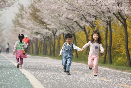 금천한내-벚꽃길(연출) 의 사진60