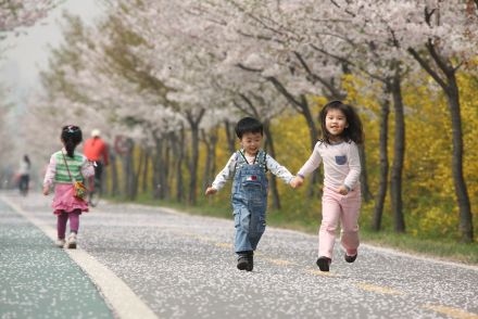 금천한내-벚꽃길(연출) 의 사진61