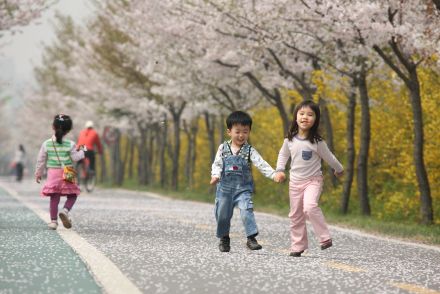 금천한내-벚꽃길(연출) 의 사진62