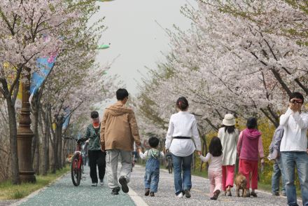 금천한내-벚꽃길(연출) 의 사진68