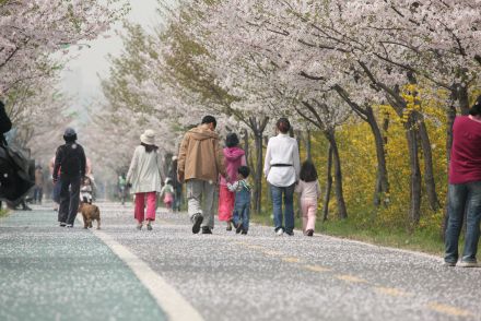 금천한내-벚꽃길(연출) 의 사진69