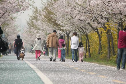 금천한내-벚꽃길(연출) 의 사진70