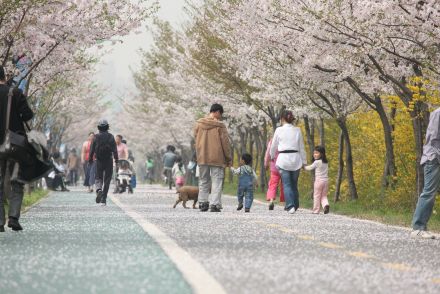 금천한내-벚꽃길(연출) 의 사진71