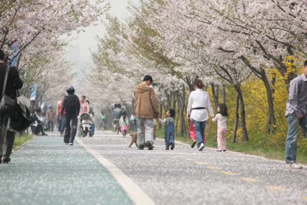 금천한내-벚꽃길(연출) 의 사진72