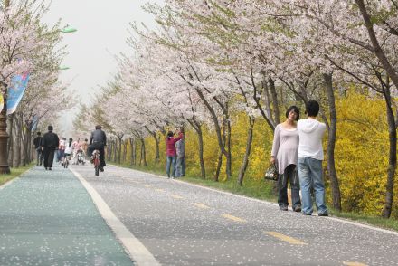 금천한내-벚꽃길(연출) 의 사진73
