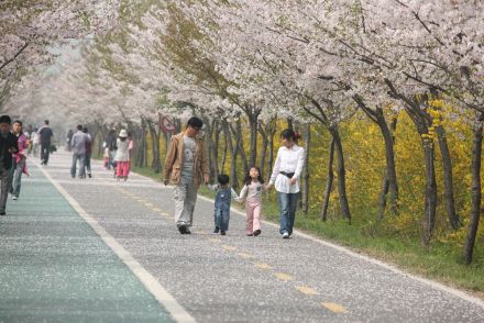 금천한내-벚꽃길(연출) 의 사진75