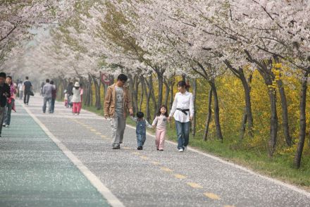 금천한내-벚꽃길(연출) 의 사진76