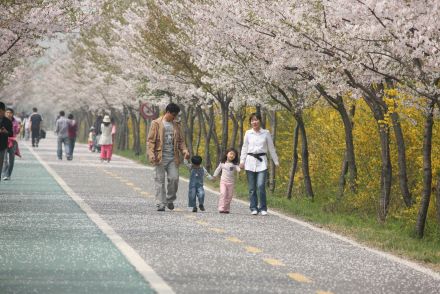 금천한내-벚꽃길(연출) 의 사진77