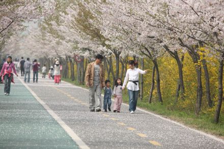 금천한내-벚꽃길(연출) 의 사진78