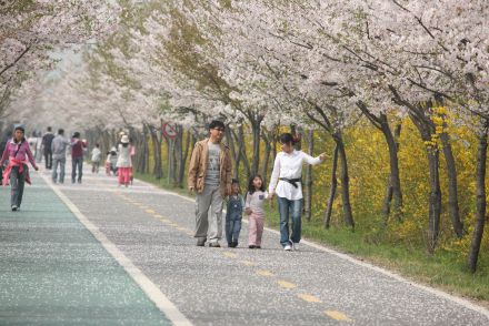 금천한내-벚꽃길(연출) 의 사진79