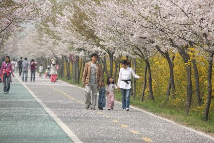 금천한내-벚꽃길(연출) 의 사진80