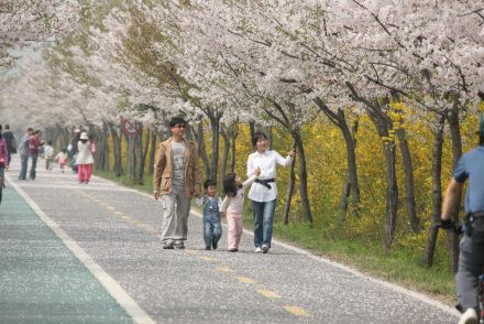 금천한내-벚꽃길(연출) 의 사진81