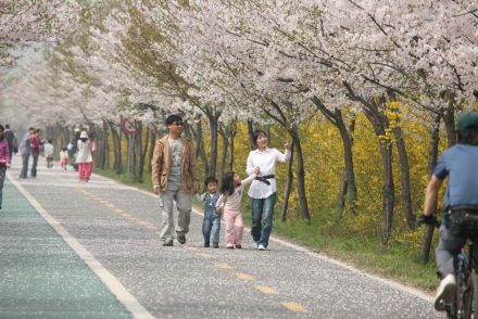 금천한내-벚꽃길(연출) 의 사진82