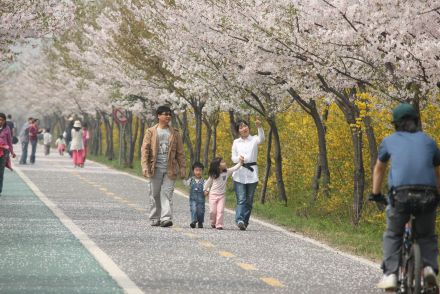 금천한내-벚꽃길(연출) 의 사진83