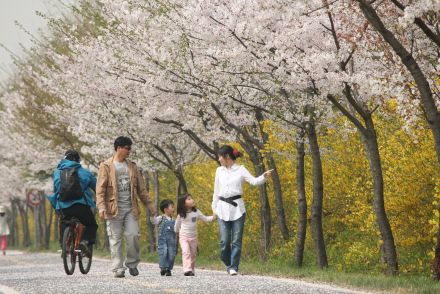 금천한내-벚꽃길(연출) 의 사진84