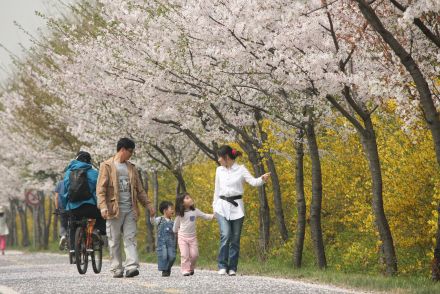 금천한내-벚꽃길(연출) 의 사진85