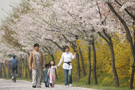 금천한내-벚꽃길(연출) 의 사진86