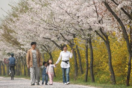 금천한내-벚꽃길(연출) 의 사진87