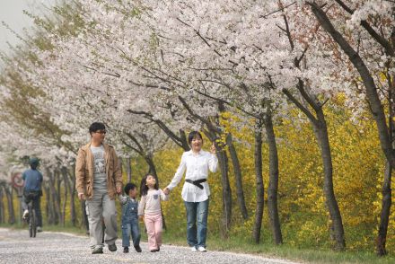 금천한내-벚꽃길(연출) 의 사진88