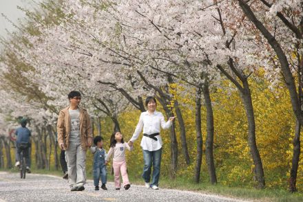 금천한내-벚꽃길(연출) 의 사진89